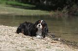 CAVALIER KING CHARLES 031
